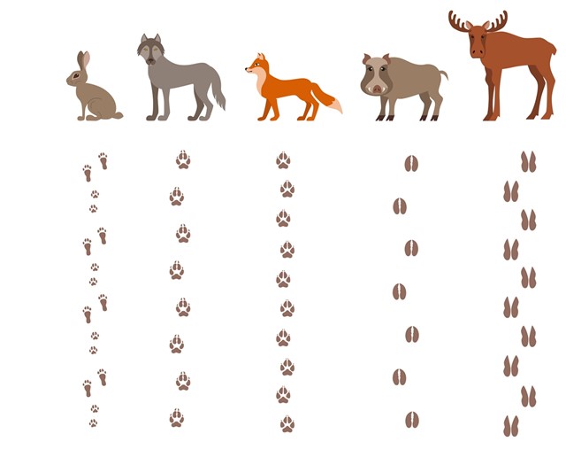 Foto van Natuurlezing:  Ontdek de Dierensporen van  de Veluwe